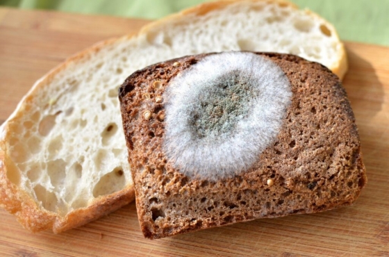 FOOD PROCESSING: loaf bread  - Light Progress